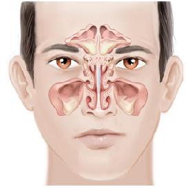 Sinus Problem in Pune